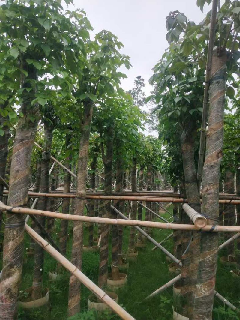 秋枫基地直销规格齐全有需要的老板欢迎来电咨询合作