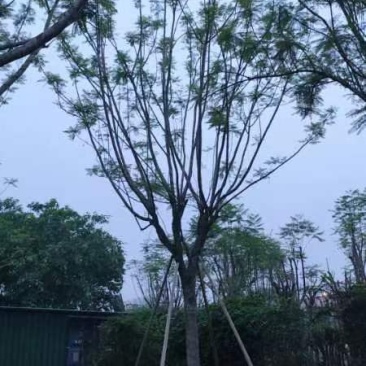 全冠蓝花楹25～30公分基地直销规格齐全欢迎老板来电咨询
