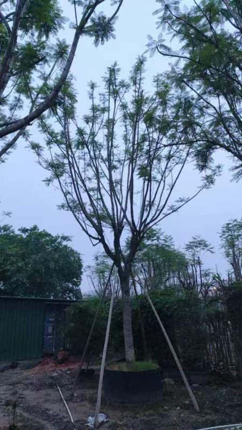 全冠蓝花楹25～30公分基地直销规格齐全欢迎老板来电咨询