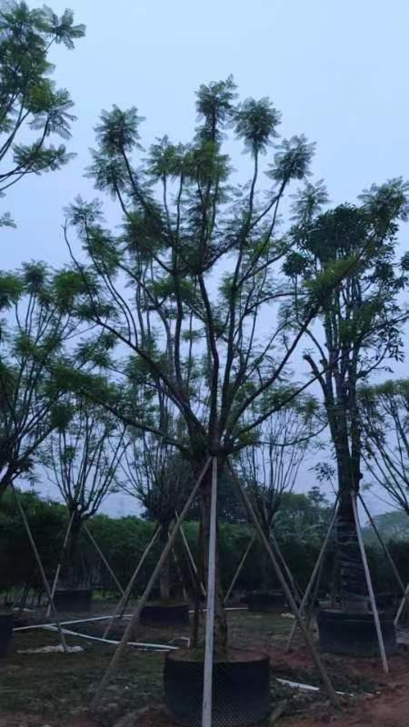 全冠蓝花楹25～30公分基地直销规格齐全欢迎老板来电咨询