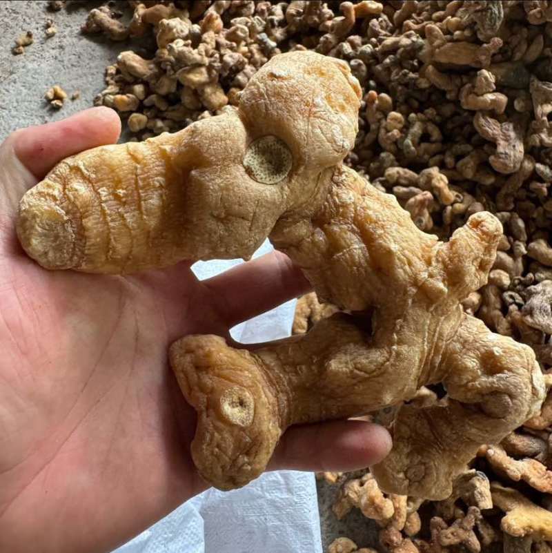 甜黄精烘干货
