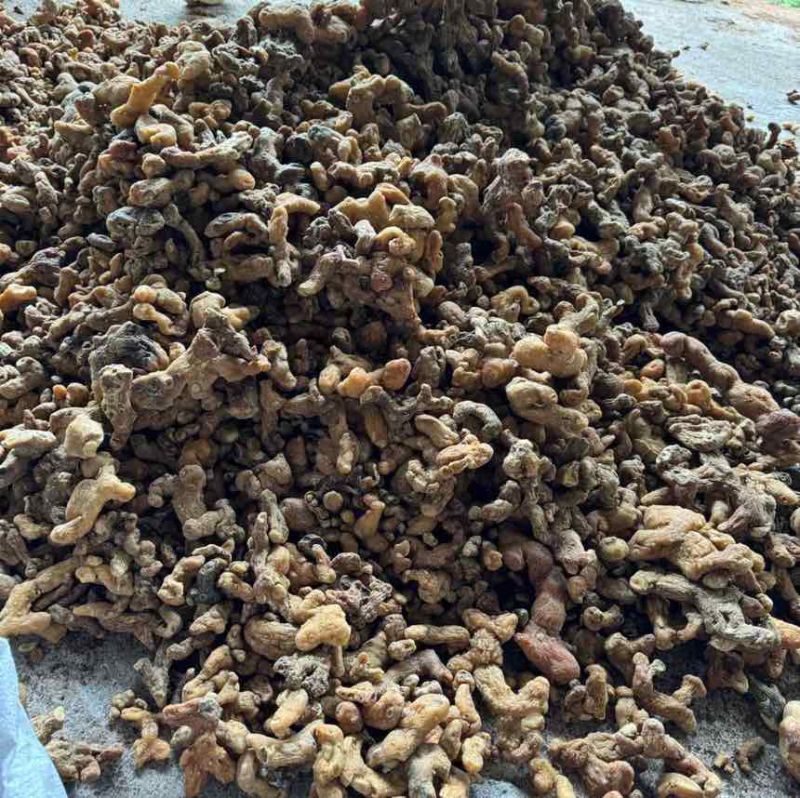 甜黄精烘干货