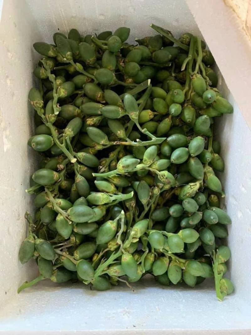 干槟榔新鲜槟榔大量现货
