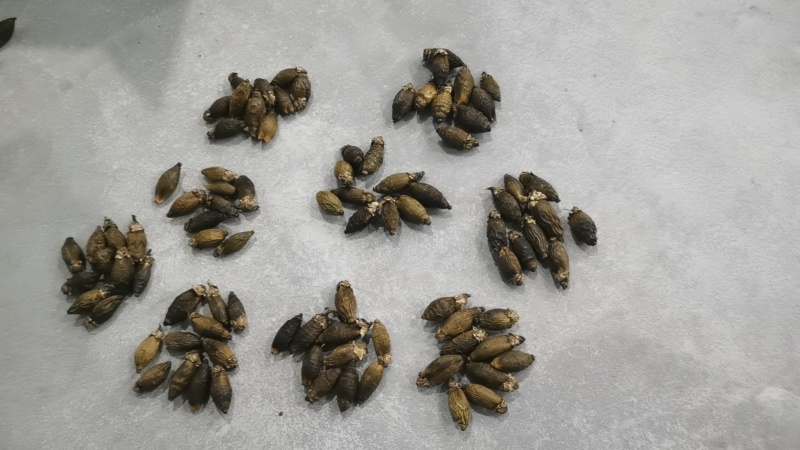 干槟榔新鲜槟榔大量现货