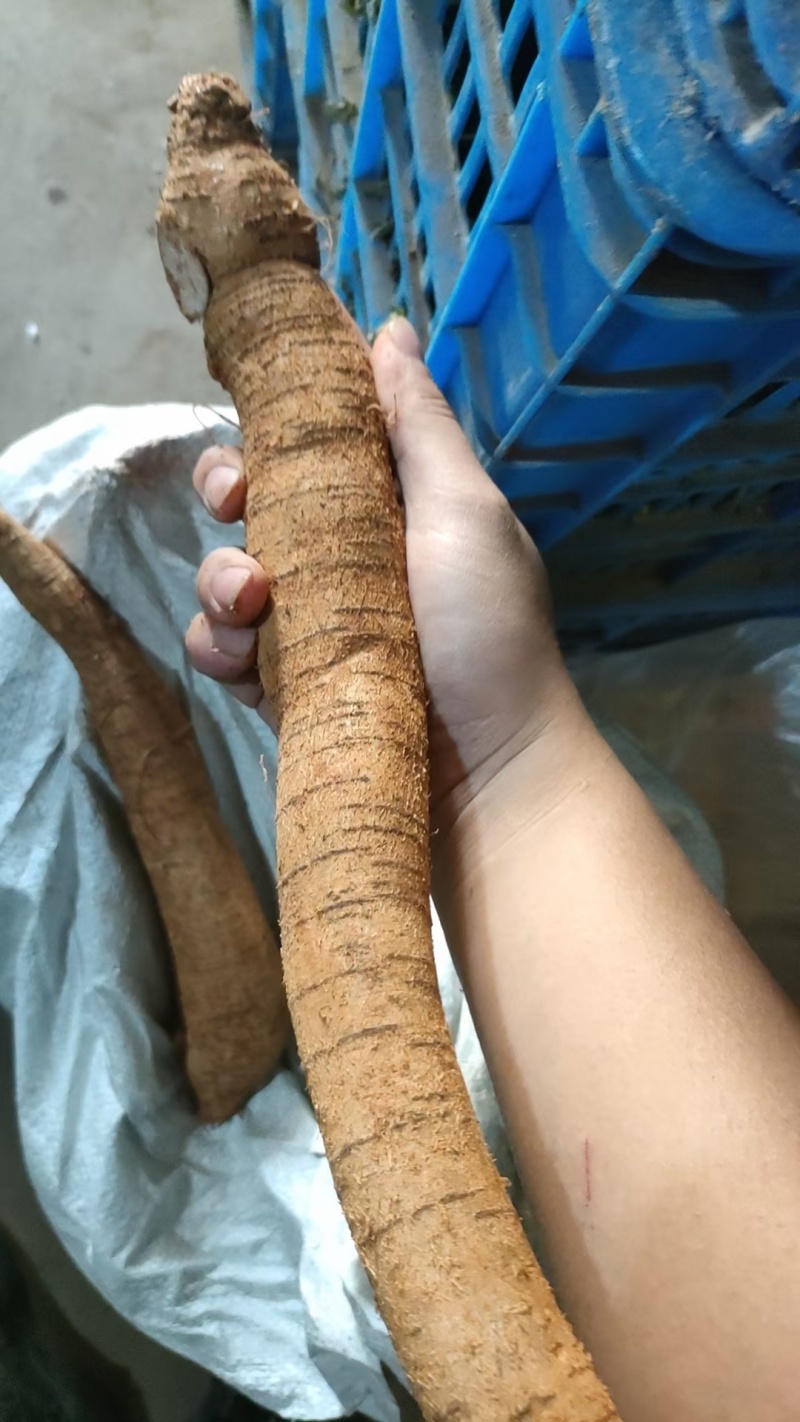 优质牛大力随时可聊价格美丽无添加保证