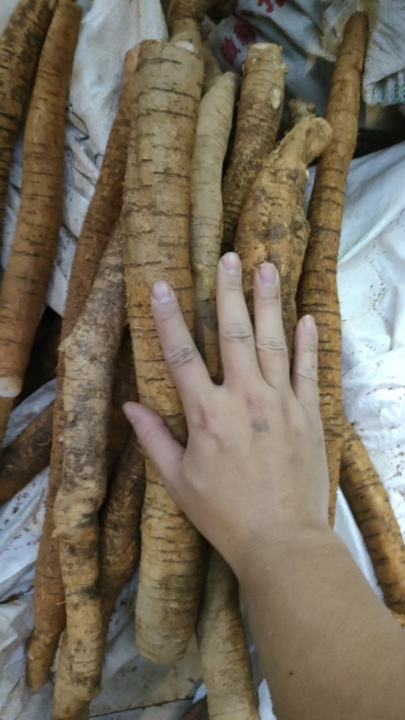 优质牛大力随时可聊价格美丽无添加保证