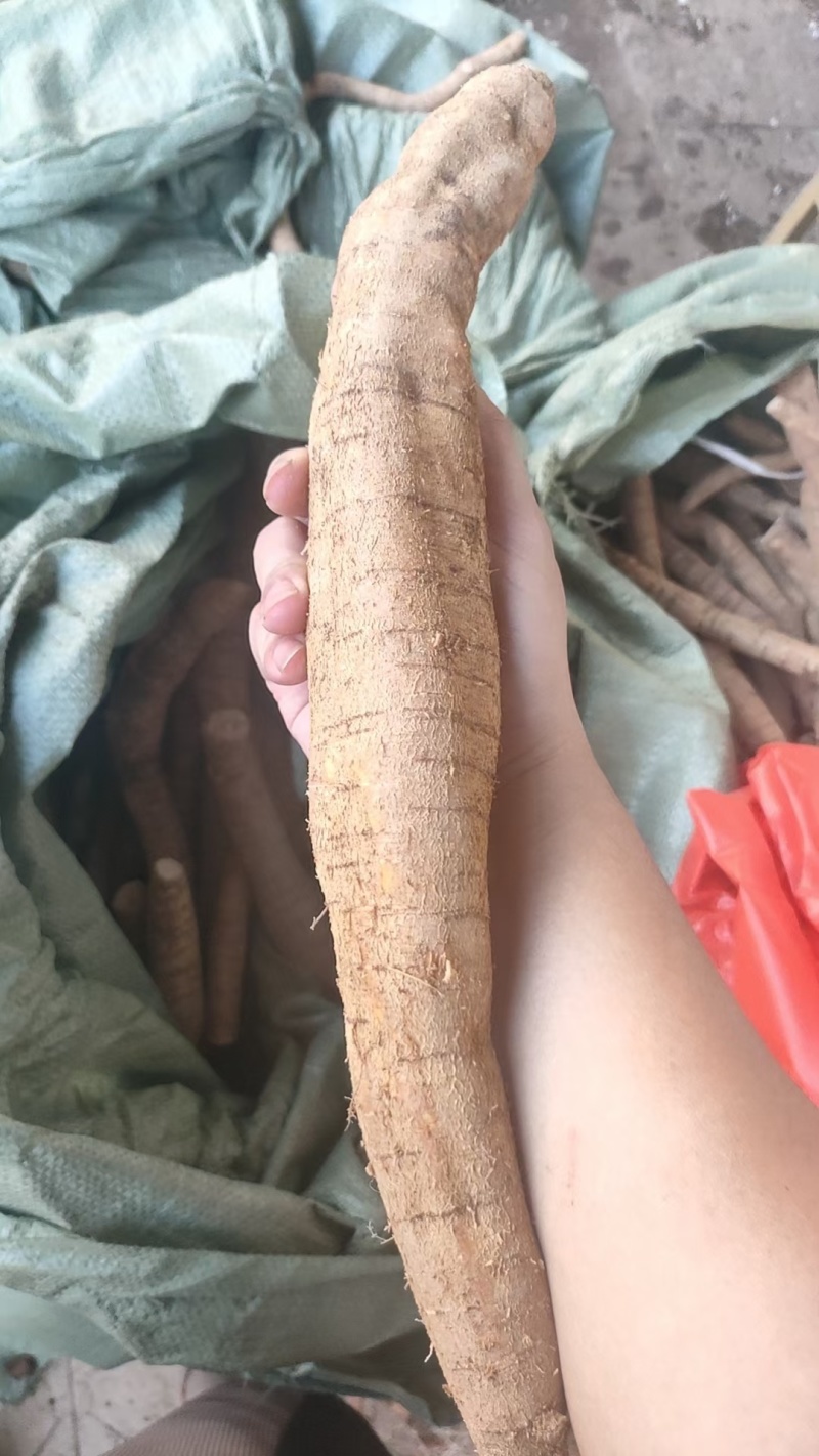 优质牛大力随时可聊价格美丽无添加保证