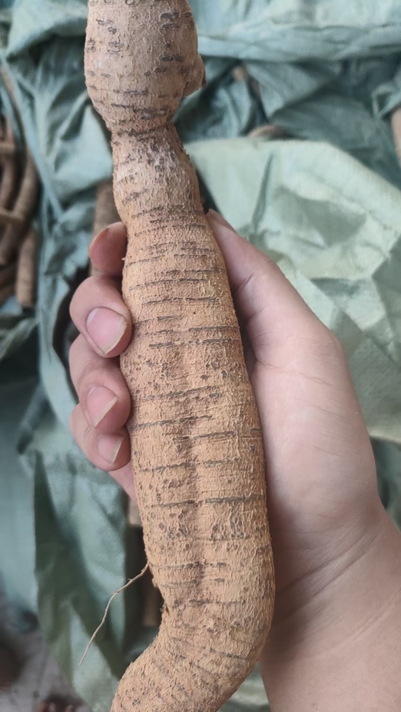 优质牛大力随时可聊价格美丽无添加保证