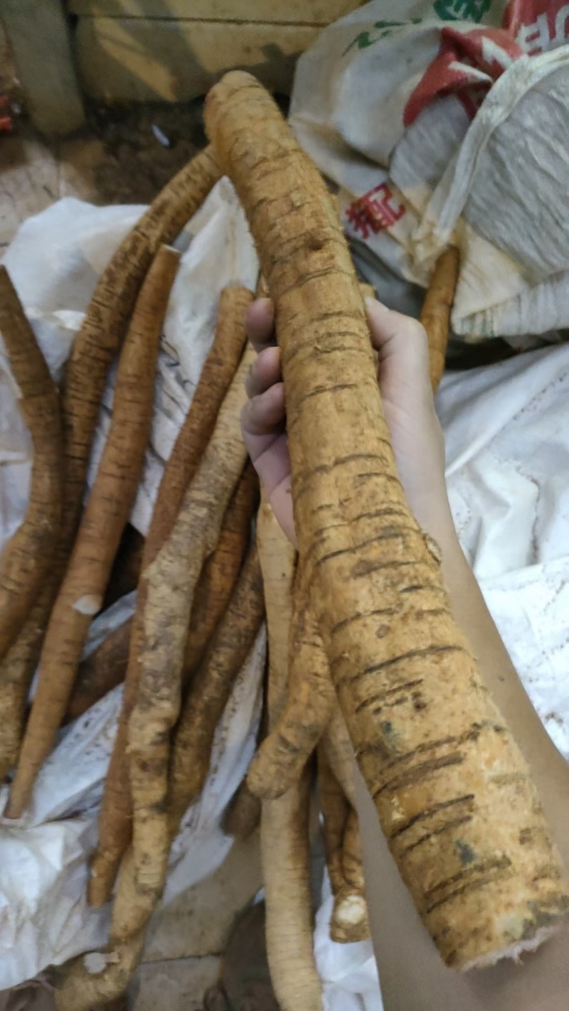 优质牛大力随时可聊价格美丽无添加保证