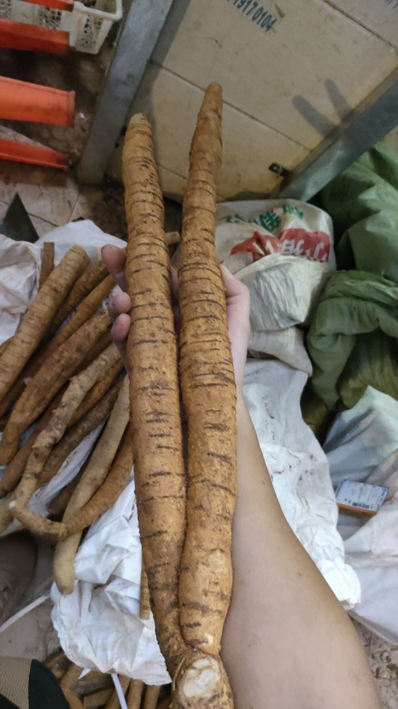优质牛大力随时可聊价格美丽无添加保证