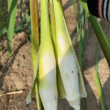 上海本地茭白大量上市了！价格优惠优质茭白