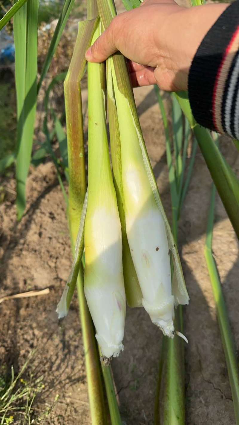 上海本地茭白大量上市了！价格优惠优质茭白