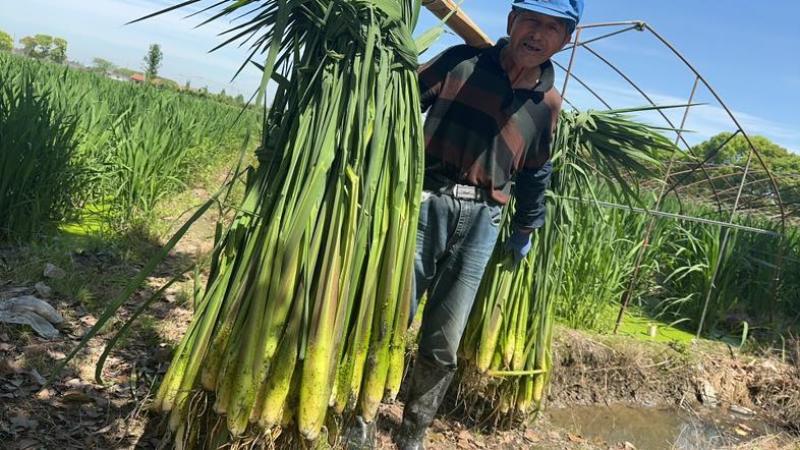 上海本地茭白大量上市了！价格优惠优质茭白