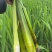 上海本地茭白大量上市了！价格优惠优质茭白