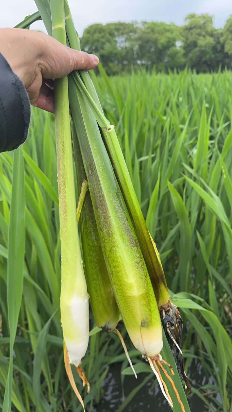 上海本地茭白大量上市了！价格优惠优质茭白
