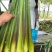 上海本地茭白大量上市了！价格优惠优质茭白