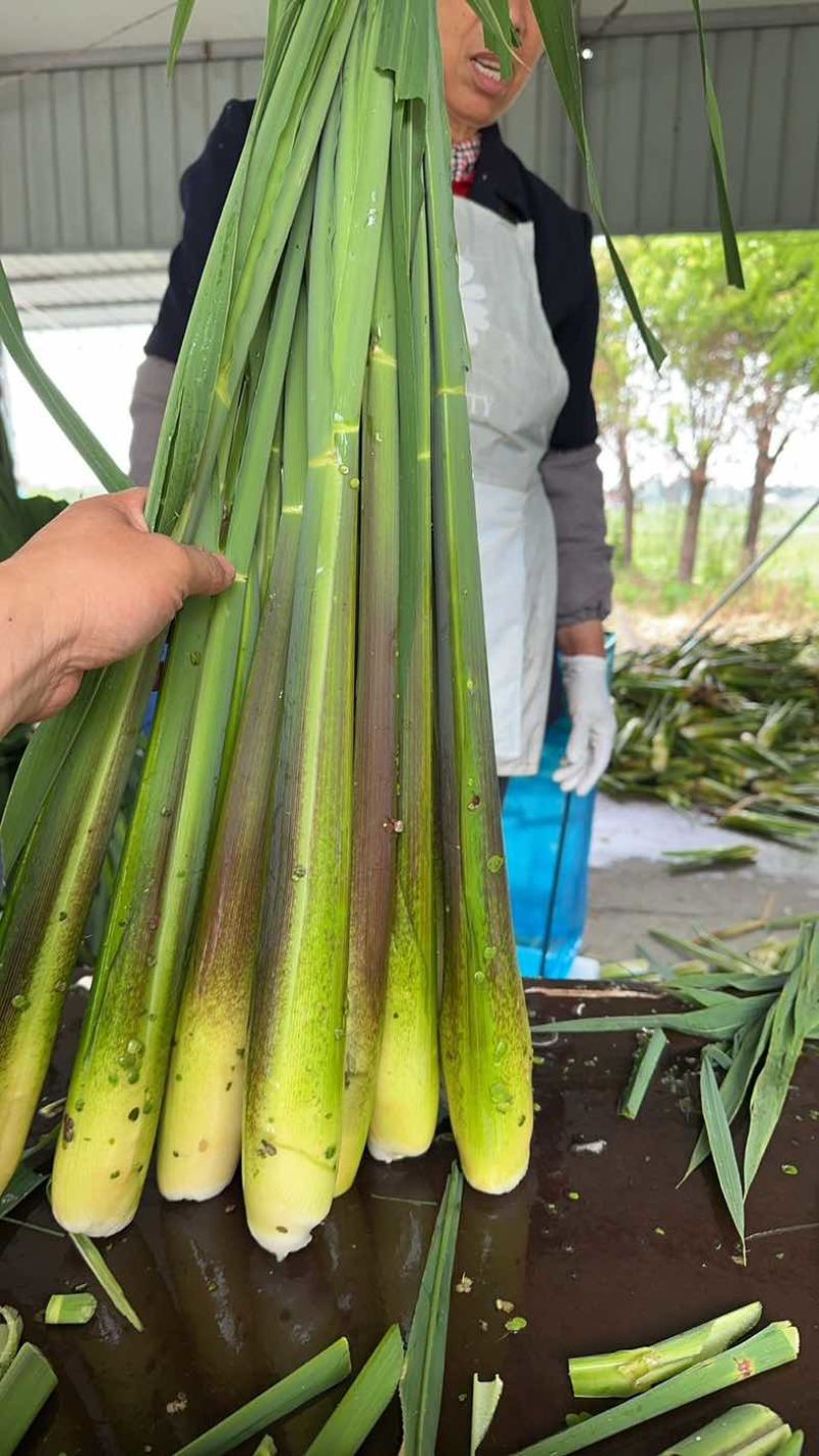 上海本地茭白大量上市了！价格优惠优质茭白
