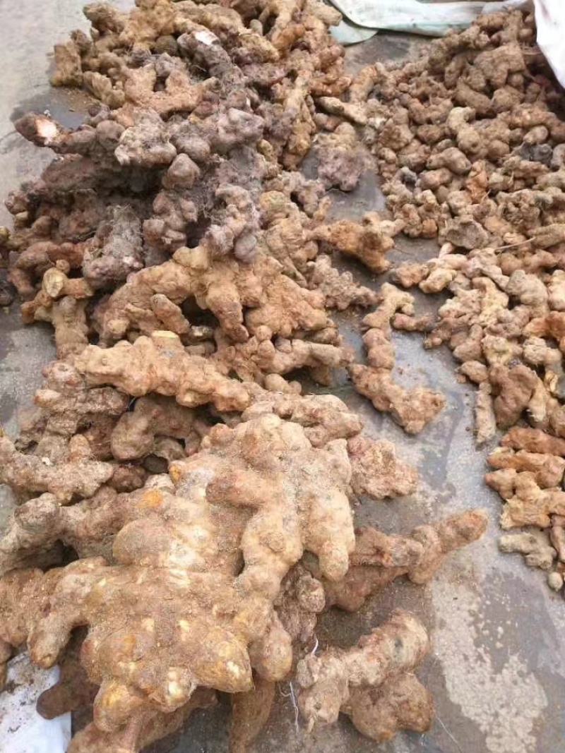 欢迎电话咨询自产自销土茯苓品质保证价格美丽