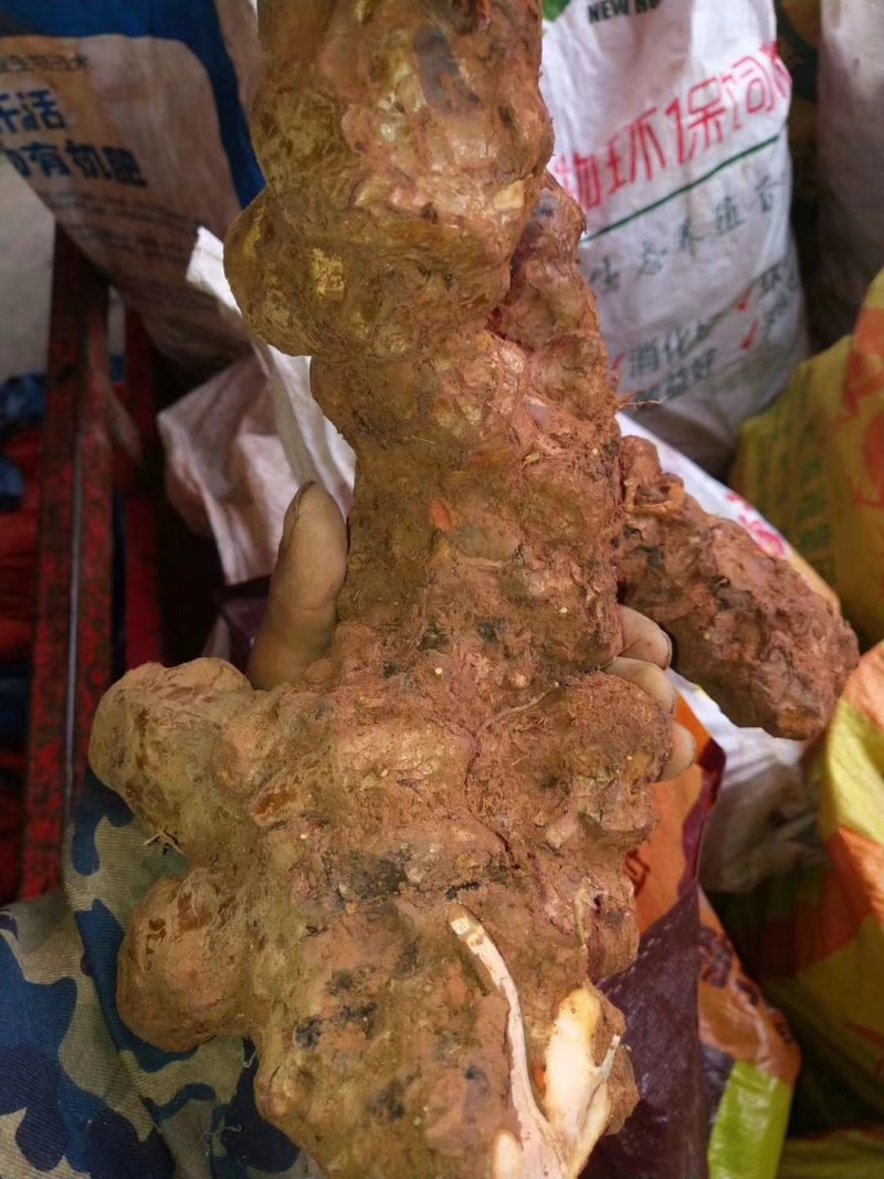 欢迎电话咨询自产自销土茯苓品质保证价格美丽