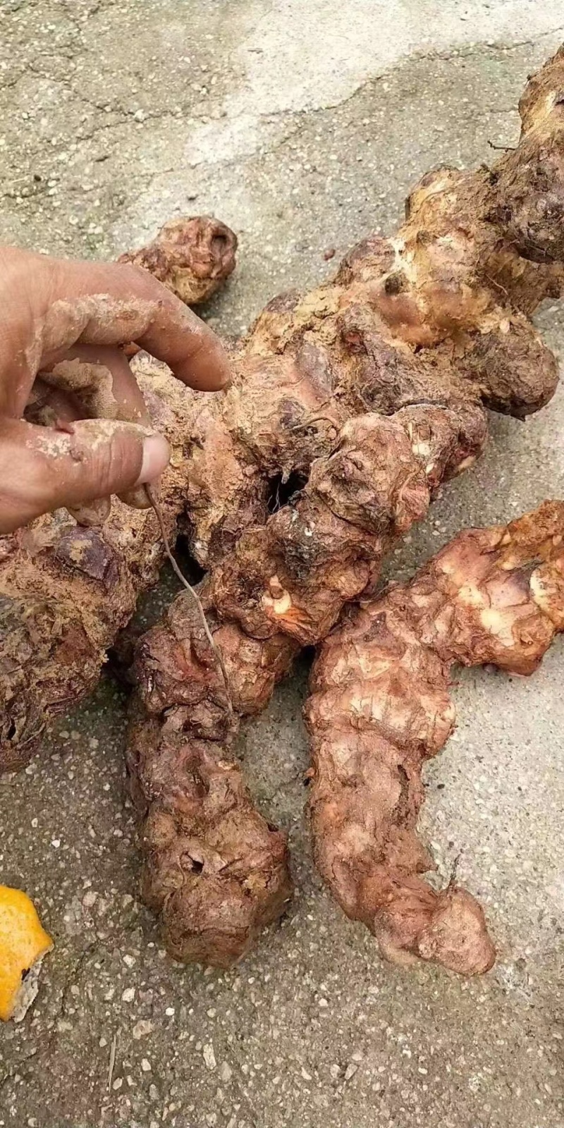 欢迎电话咨询自产自销土茯苓品质保证价格美丽