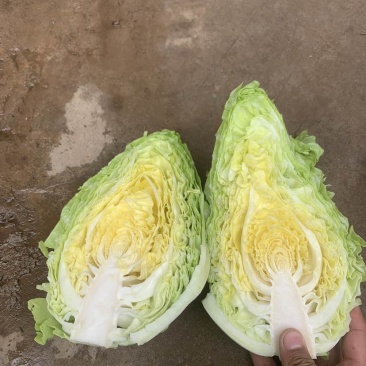 牛心甘蓝需要的老板联系我