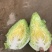 牛心甘蓝需要的老板联系我