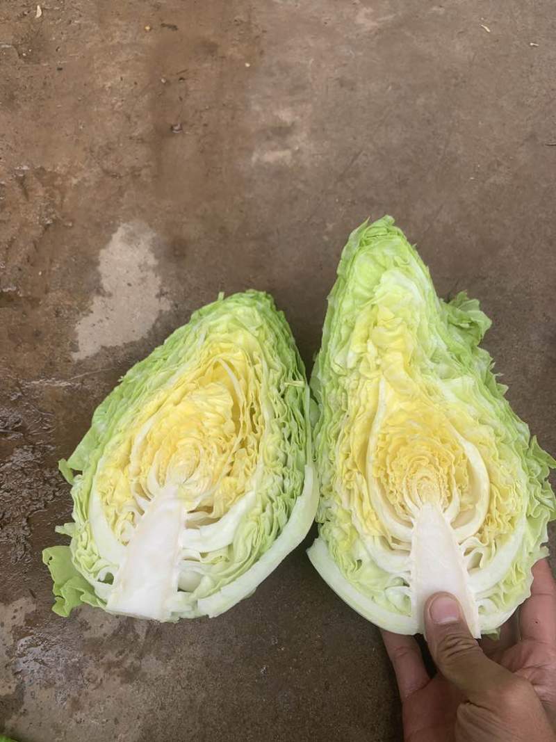 牛心甘蓝需要的老板联系我
