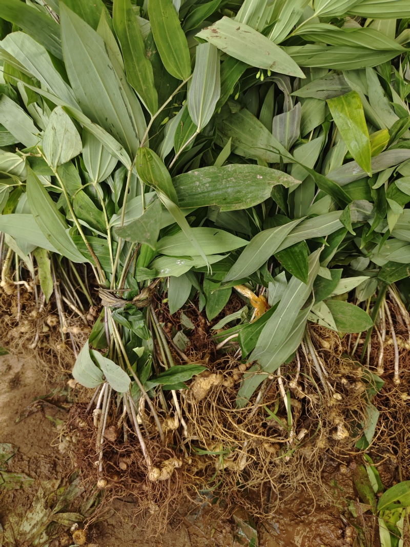 黄精种苗，池州黄精，药食同源品种