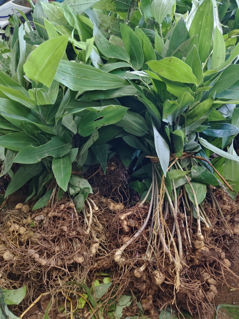 黄精种苗，池州黄精，药食同源品种