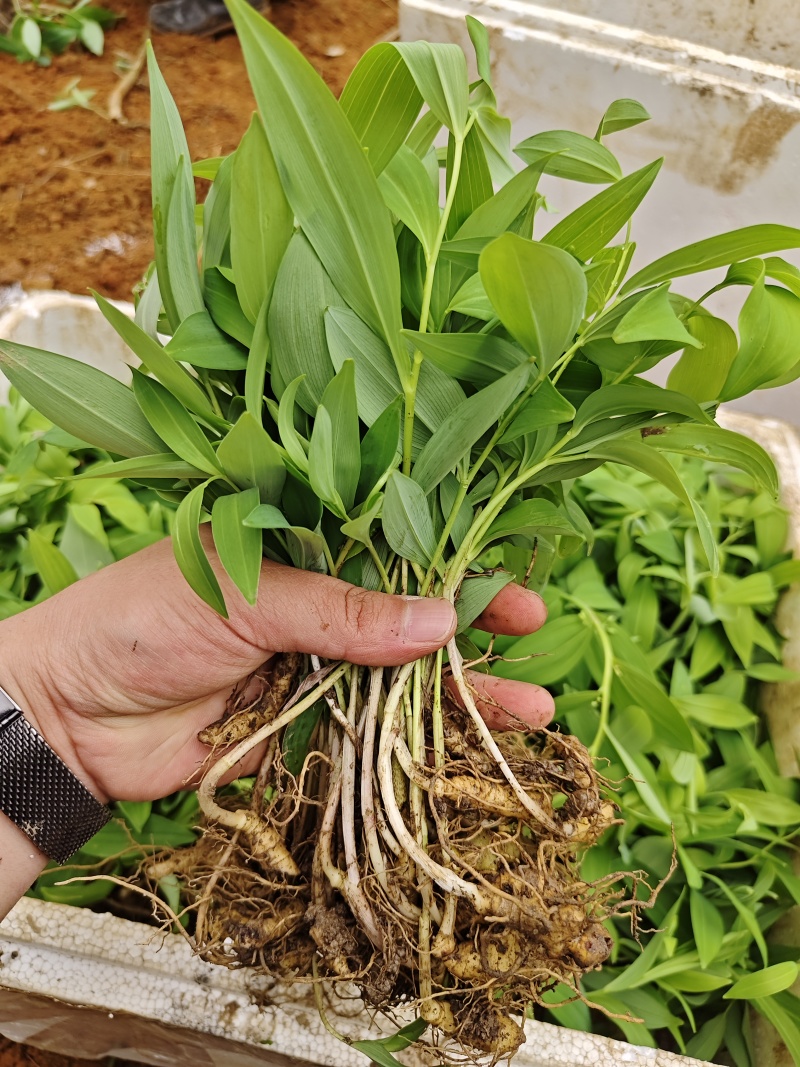 黄精种苗，池州黄精，药食同源品种
