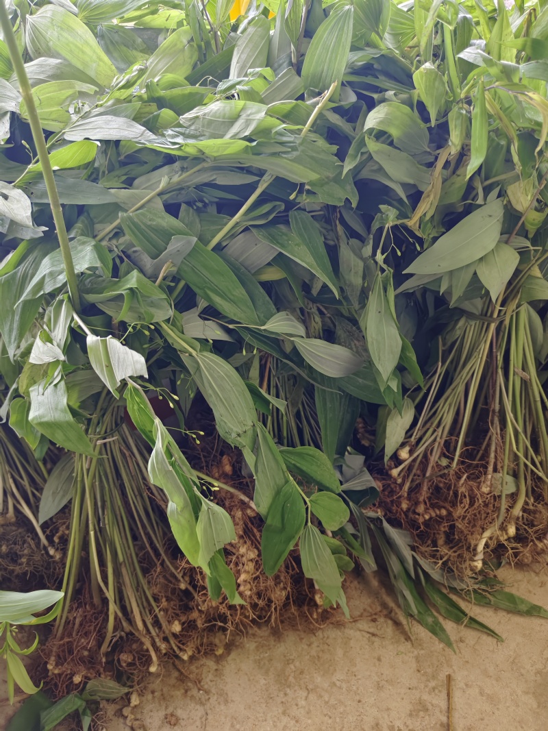 黄精种苗，池州黄精，药食同源品种