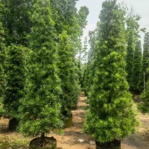 塔型罗汉松基地直销规格齐全有需要的老板来电咨询合作