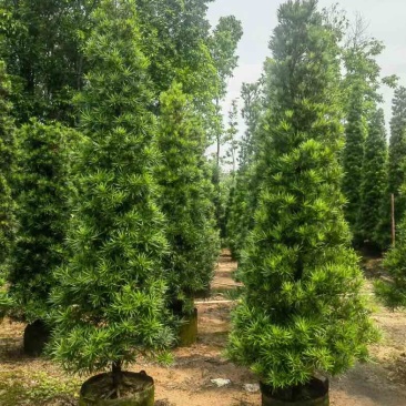 塔型罗汉松基地直销规格齐全有需要的老板来电咨询合作