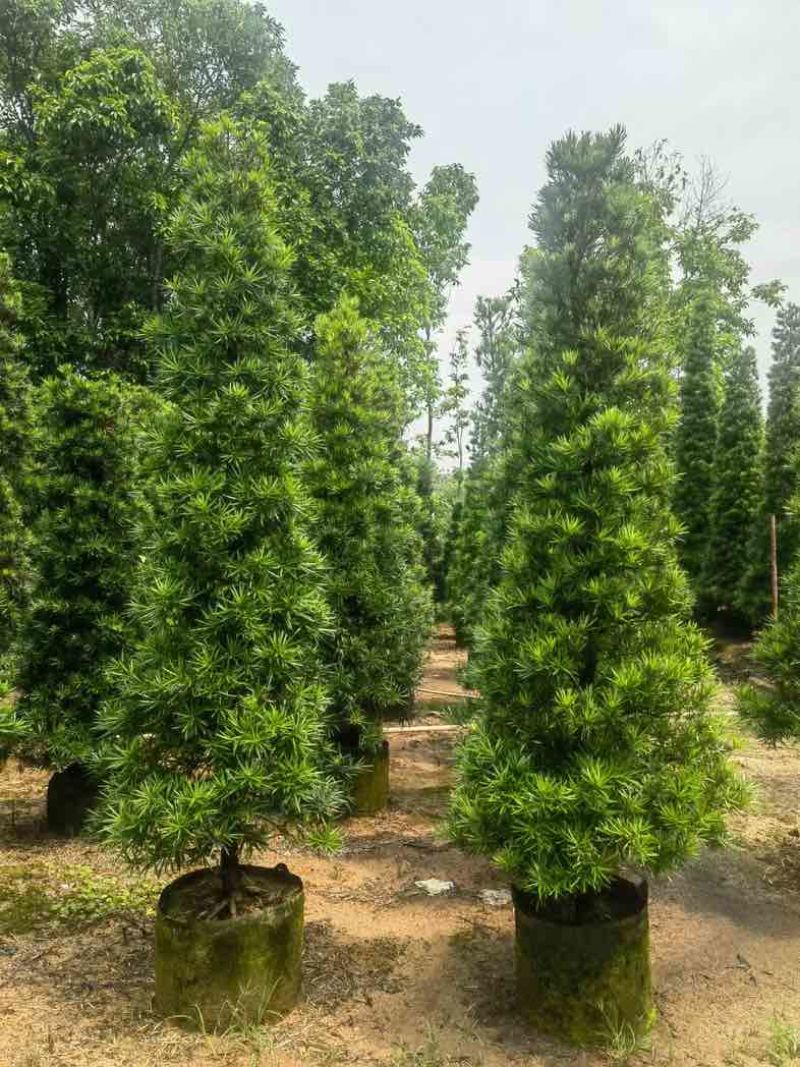 塔型罗汉松基地直销规格齐全有需要的老板来电咨询合作
