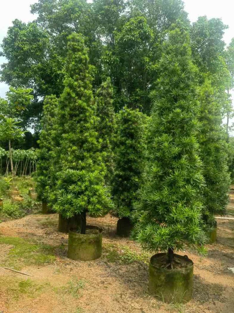 塔型罗汉松基地直销规格齐全有需要的老板来电咨询合作