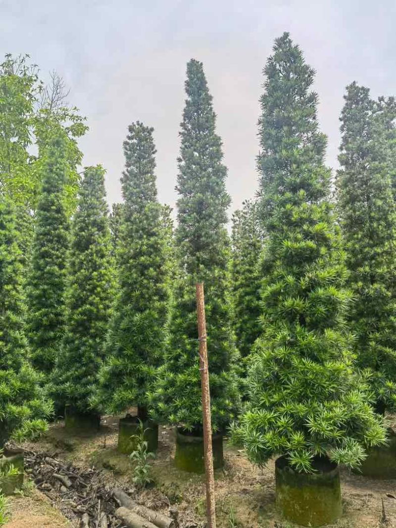 塔型罗汉松基地直销规格齐全有需要的老板来电咨询合作