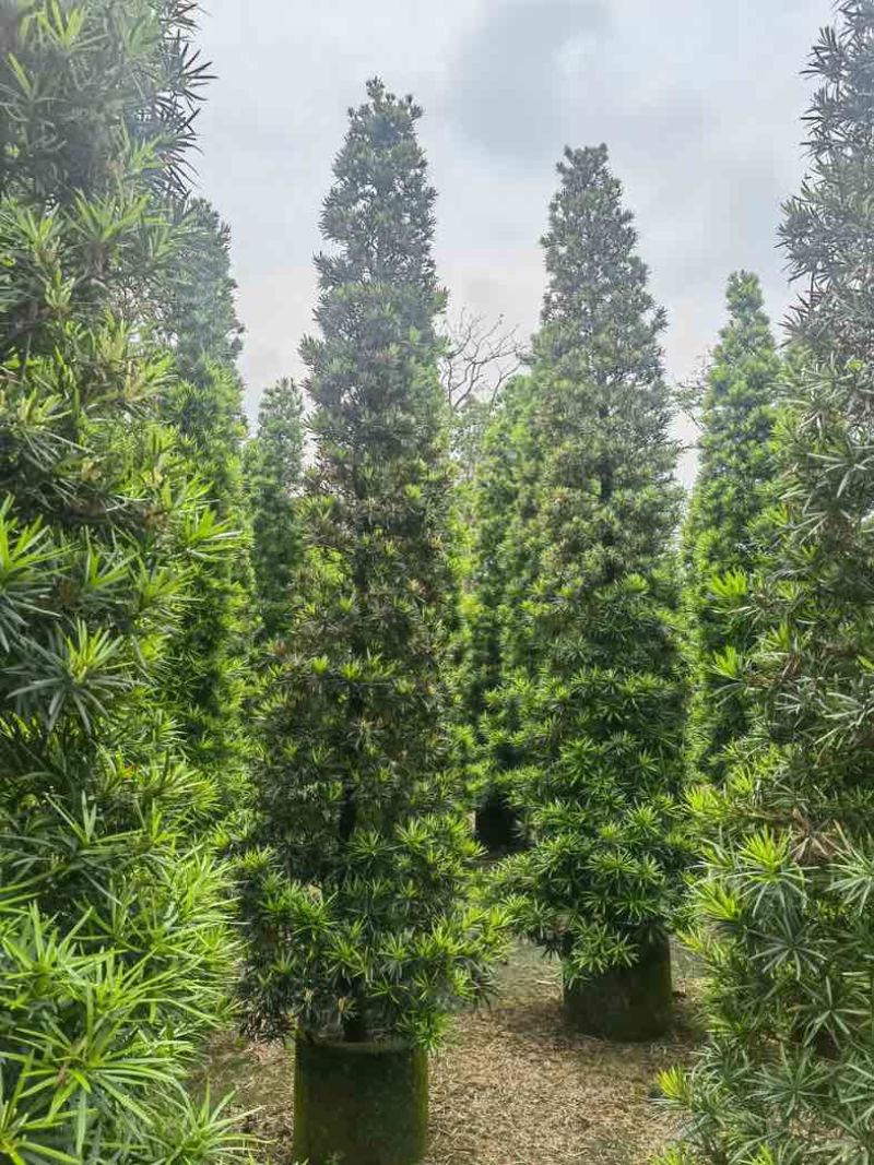 塔型罗汉松基地直销规格齐全有需要的老板来电咨询合作