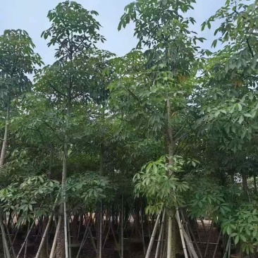 本地木棉/英雄树基地直销规格齐全有需要的老板来电咨询合作