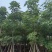 本地木棉/英雄树基地直销规格齐全有需要的老板来电咨询合作