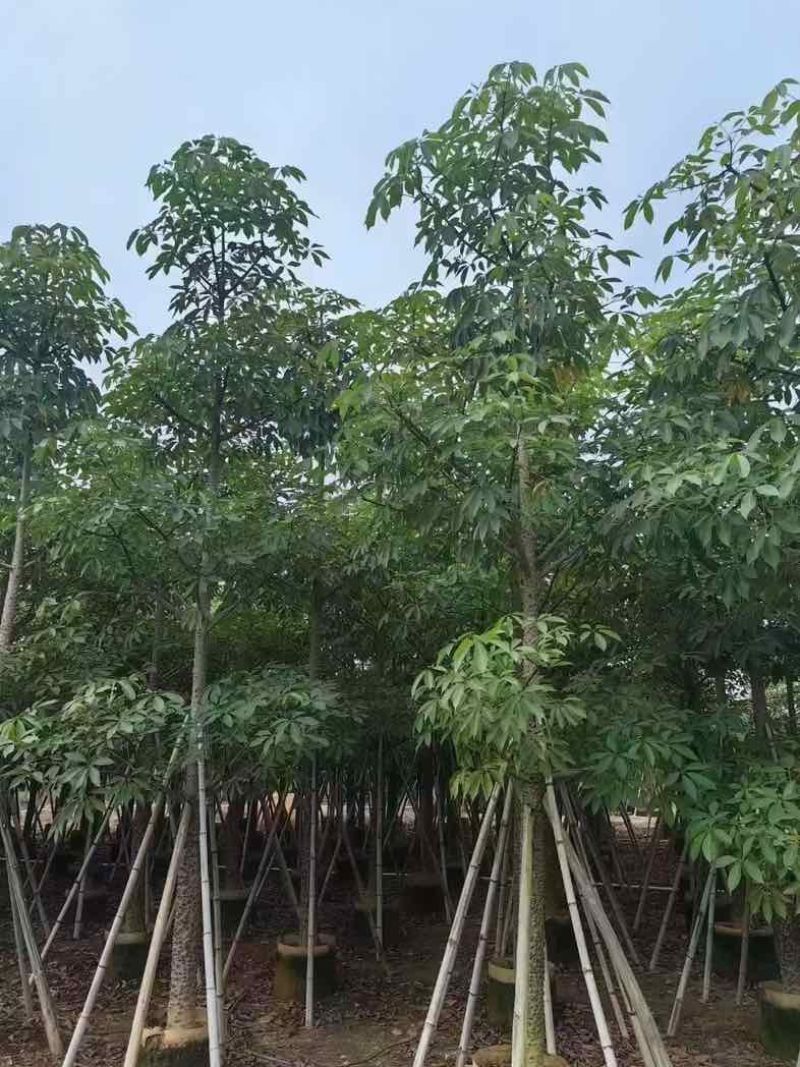 本地木棉/英雄树基地直销规格齐全有需要的老板来电咨询合作