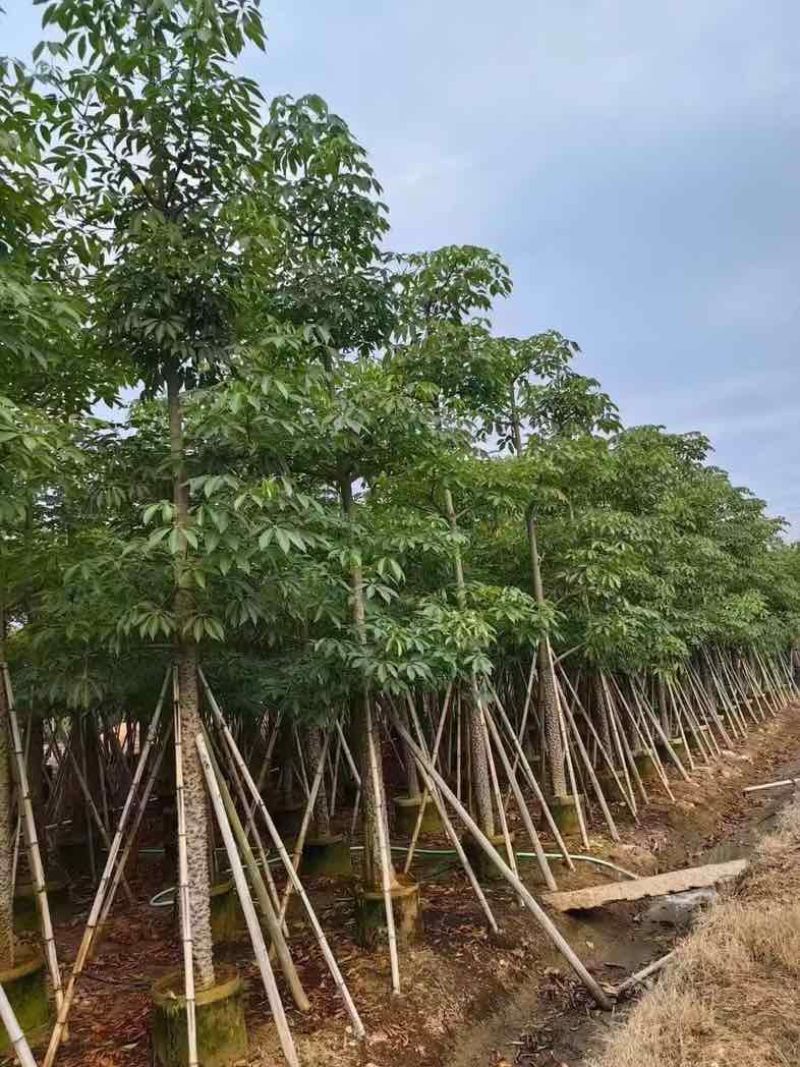 本地木棉/英雄树基地直销规格齐全有需要的老板来电咨询合作