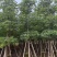 本地木棉/英雄树基地直销规格齐全有需要的老板来电咨询合作