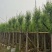 柳树/杨柳基地直销规格齐全有需要的老板来电咨询合作
