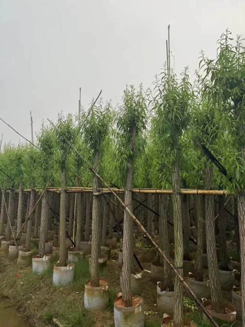 柳树/杨柳基地直销规格齐全有需要的老板来电咨询合作