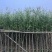 柳树/杨柳基地直销规格齐全有需要的老板来电咨询合作