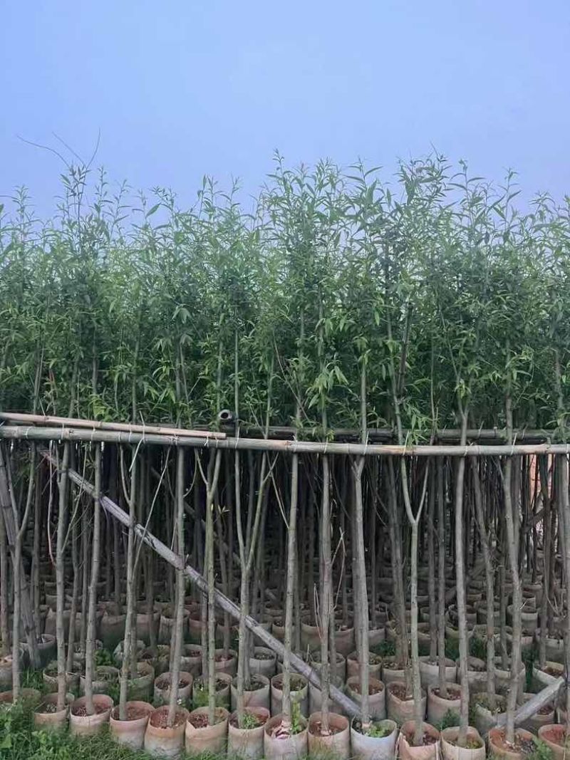 柳树/杨柳基地直销规格齐全有需要的老板来电咨询合作