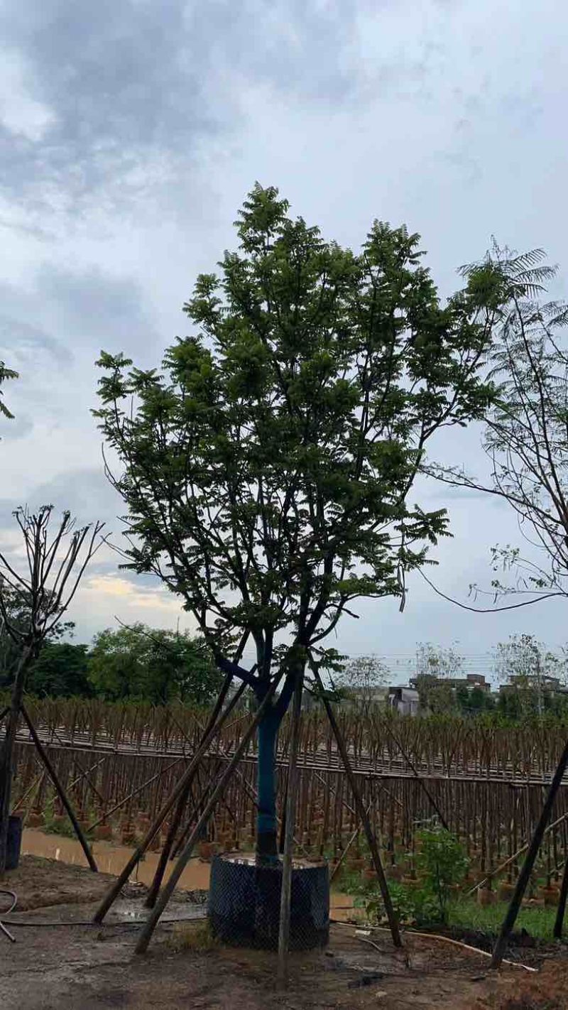 全冠麻楝基地直销规格齐全有需要的老板欢迎来电咨询合作