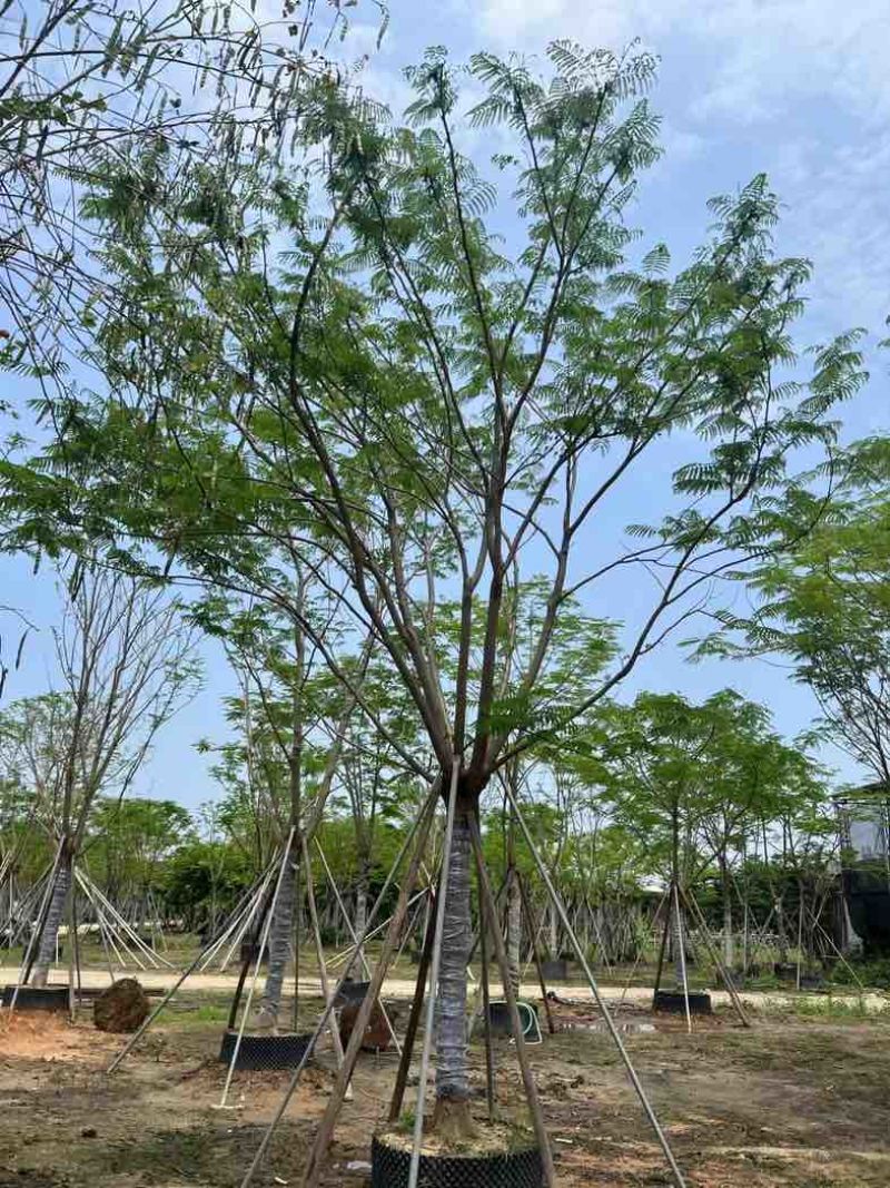 全冠凤凰树基地直销规格齐全有需要的老板欢迎来电咨询合作