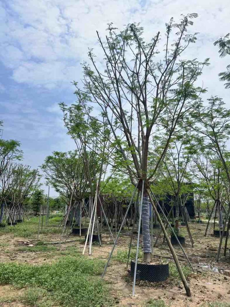 全冠凤凰树基地直销规格齐全有需要的老板欢迎来电咨询合作