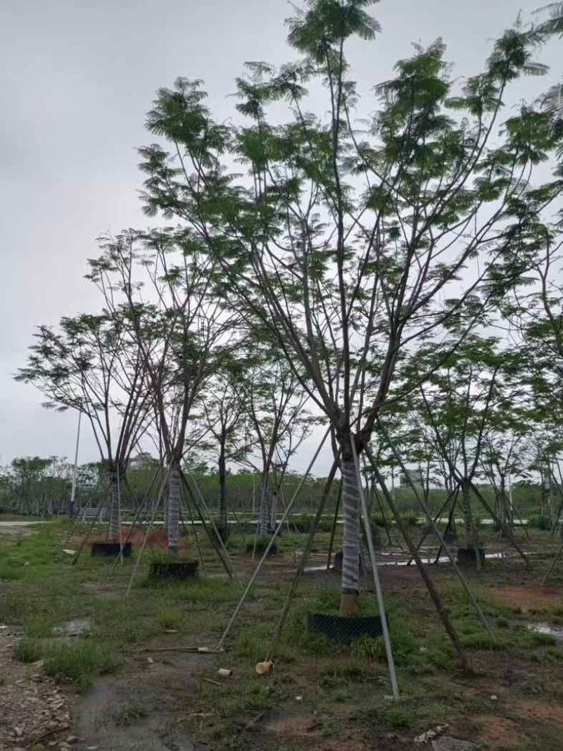 全冠凤凰树基地直销规格齐全有需要的老板欢迎来电咨询合作